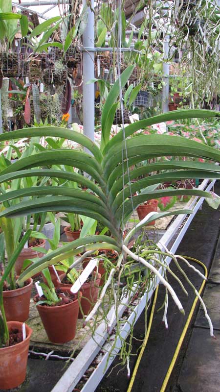 Фото орхидеи Ascocenda Pak Hai x Vanda Dr. Anek с цветоносом