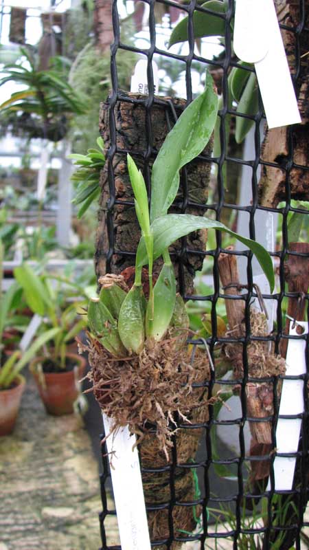 Фото орхидеи Rhynchostele cervantesii