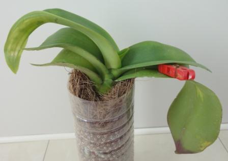 больной и обрезанные.JPG