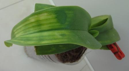 больной вид сверху .JPG