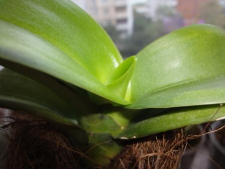 фалик листья 1.JPG