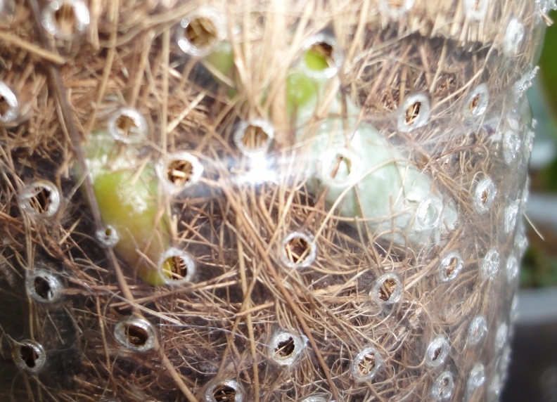 фалик корни 1.JPG