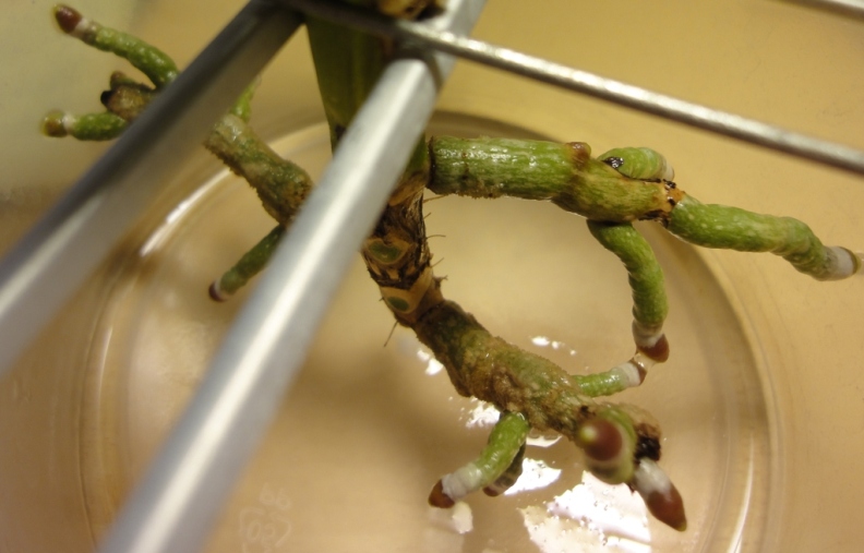 ванда корни выращены в воде.JPG