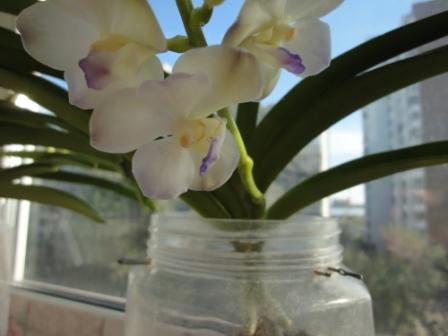 все вандовые у меня в банках .JPG