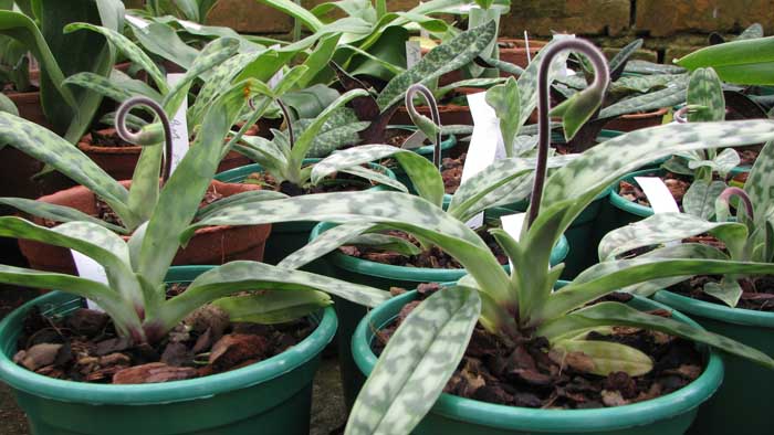 Фото орхидеи Paphiopedilum hainanense