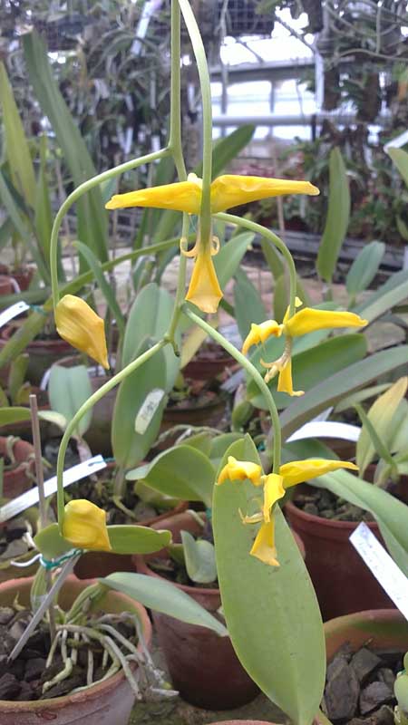 Фото орхидеи Gongora flaveola