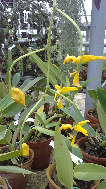 Gongora flaveola ароматная орхидея.jpg