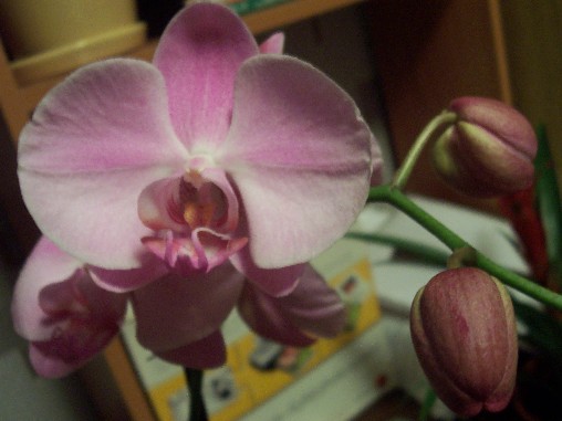 phal.jpg