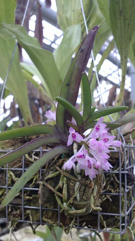 Фото орхидеи Ascocentrum pusillum
