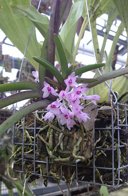 Ascocentrum pusillum миниатюрная орхидея.jpg