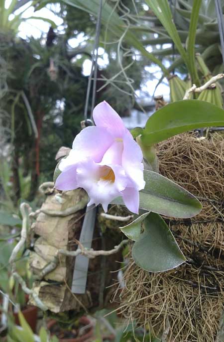 Фото орхидеи Laelia alaori 'Escura'