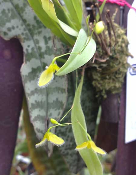 Фото орхидеи Pleurothallis flexuosa