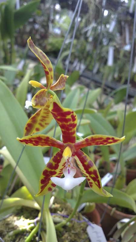 Фото орхидеи Phalaenopsis pantherina x lamelligera