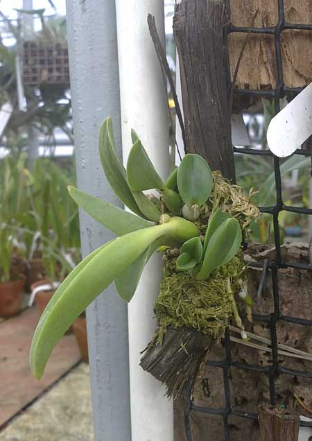 Фото орхидеи Laelia sincorana var. coerulea