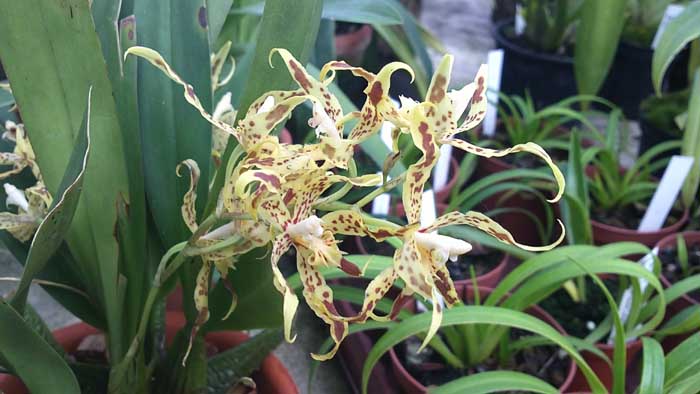 Фото орхидеи Odontoglossum praestans