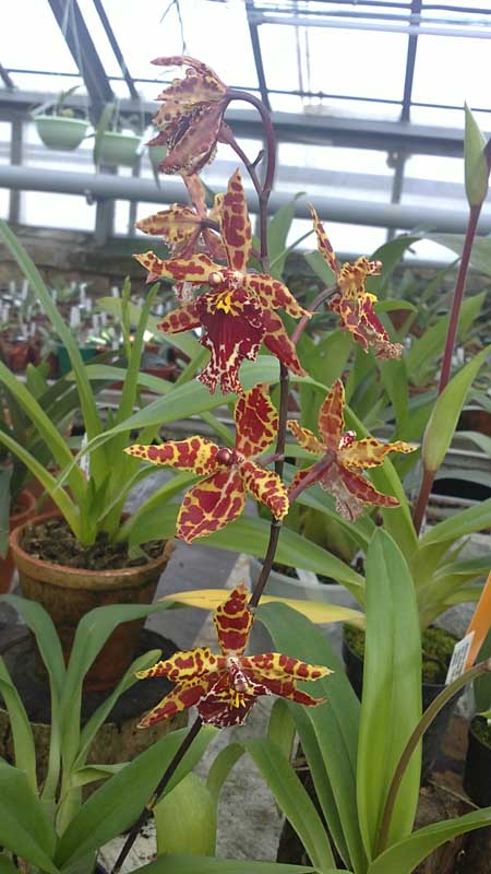 Фото орхидеи Odontioda Stirbic