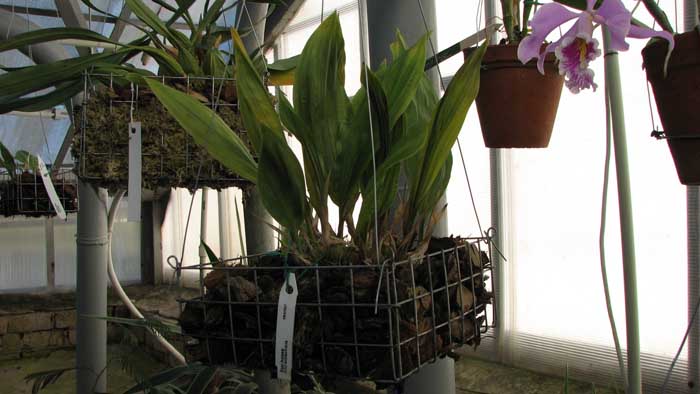 Фото орхидеи Stanhopea reichenbachiana