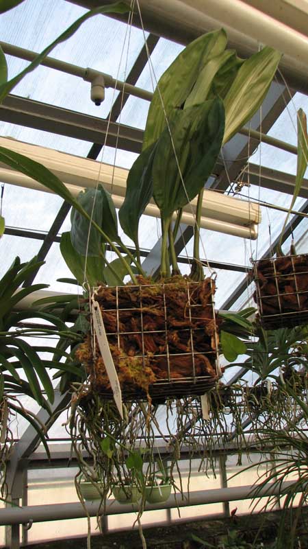 Фото орхидеи Stanhopea embreei orange