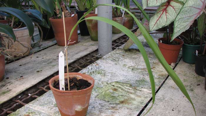 Орхидея Bletia patula.jpg