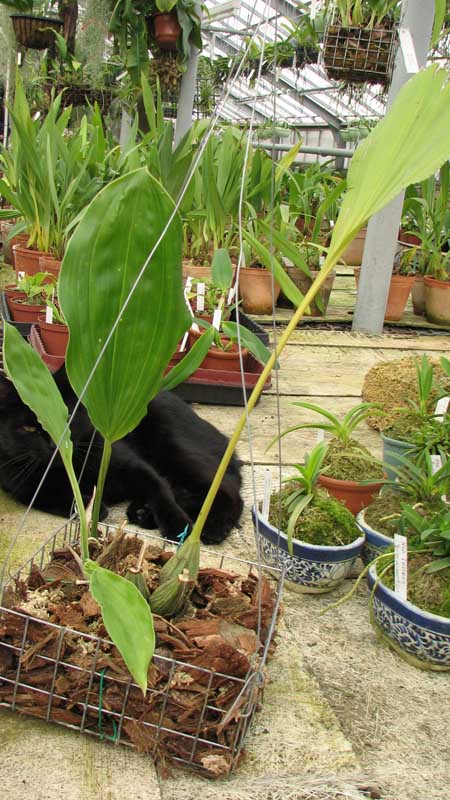 Фото орхидеи Stanhopea gibbosa