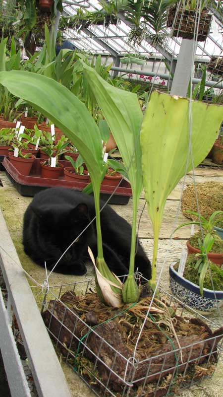 Фото орхидеи Stanhopea haseloviana
