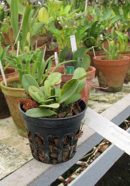 Фото орхидеи Masdevallia asterotricha