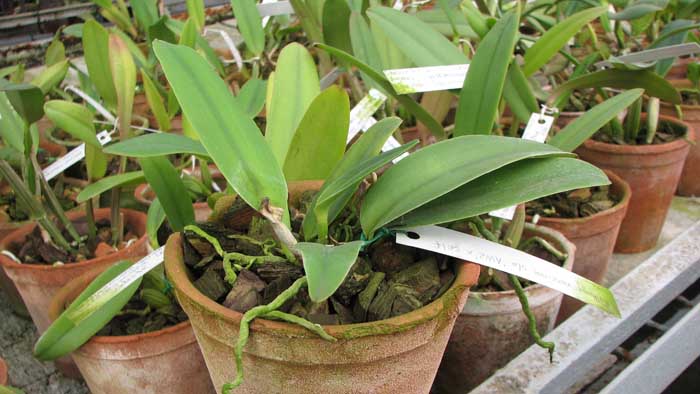 Фото орхидеи Cattleya maxima semi alba 'AWZ' x SELF
