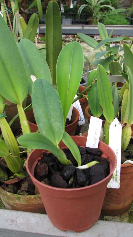 Фотот орхидеи Cattleya Sea Breeze 'Fellraths Pride'