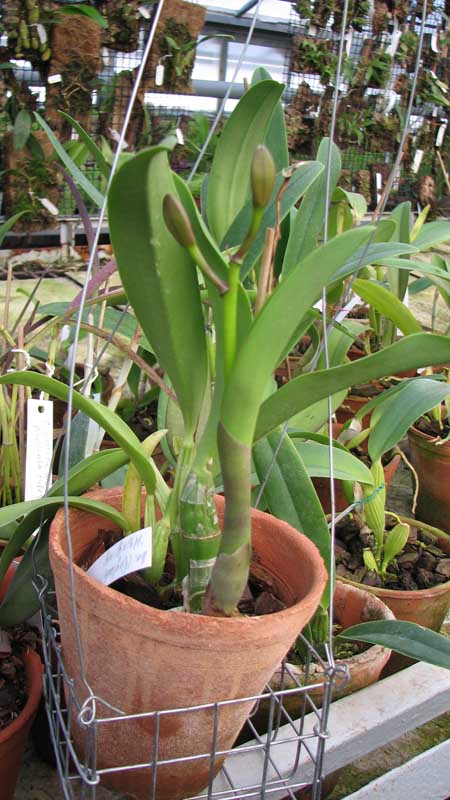 Фото орхидеи Laeliocattleya (Orglade's Glow-Love Knot) 'Hsinying'