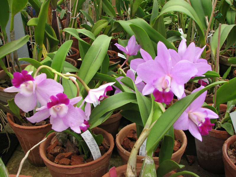 Цветение орхидеи Laeliocattleya (Orglade's Glow-Love Knot) 'Hsinying'