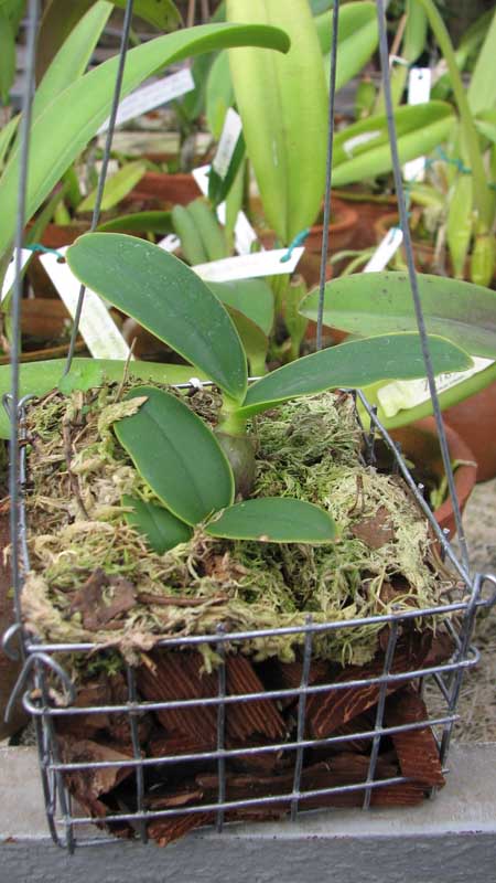 Фото орхидеи Cattleya nobilior amalie