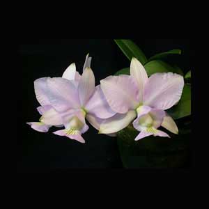 Цветение орхидеи Cattleya nobilior amalie