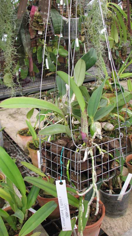 Фото орхидеи Cattleya walkeriana alba x coerulea
