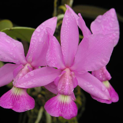 Цветение орхидеи Cattleya walkeriana alba x coerulea