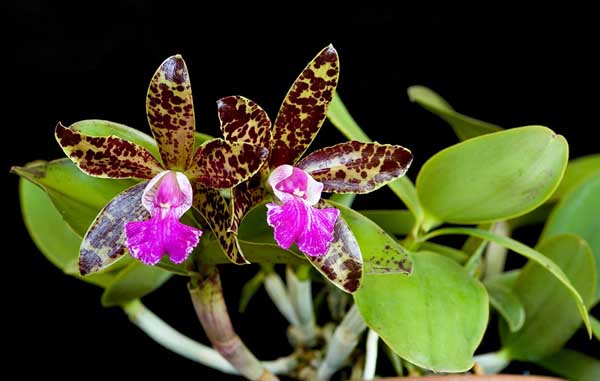 Цветение орхидеи Cattleya Pradit Spot 'Black Prince'