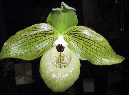 Цветение орхидеи Paphiopedilum malipoense