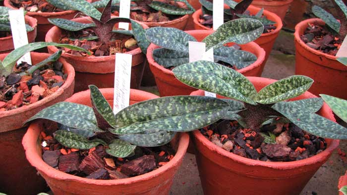 Фото орхидеи Paphiopedilum Fanaticum (malipoense x micranthum)