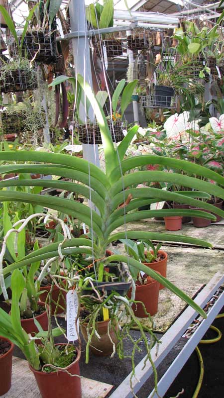 Фото орхидеи Vanda Kultana Pappion x Vanda Patcharee's Delight