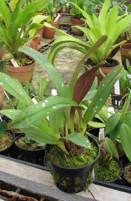 Фото орхидеи Maxillaria reichenheimiana