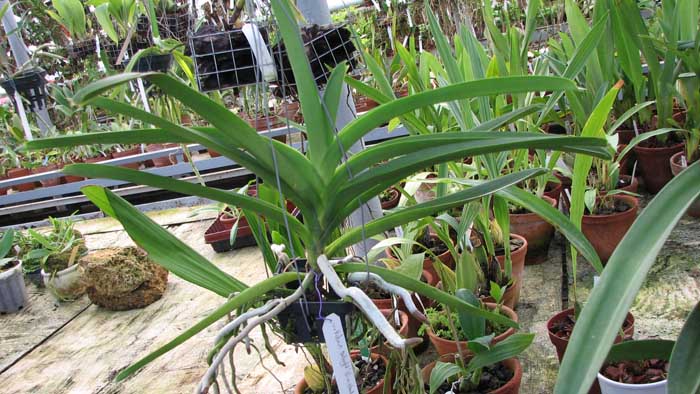 Фото орхидеи Vanda Robert Delight 'Blue Black'