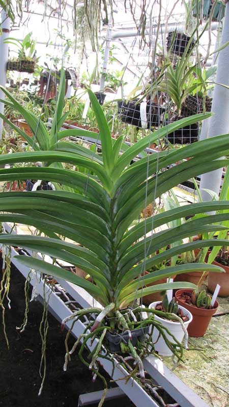 Фото орхидеи Vanda Pure's Wax 'Violet Blue' с цветоносом