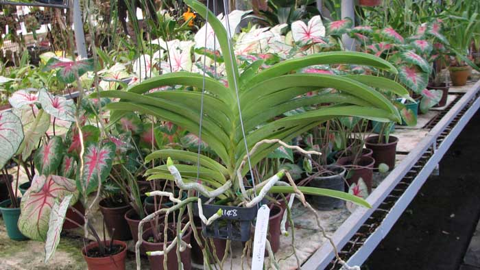 Фото орхидеи Ascocenda Muang Thong с цветоносом