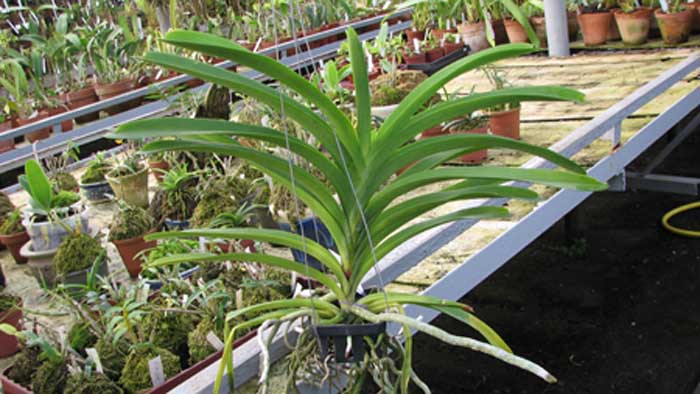 Фото орхидеи Vanda Fuch Delight 'Blue Black'