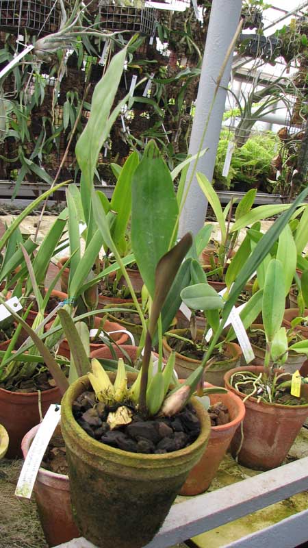 Фото орхидеи Dendrochilum cobbianum с цветоносом