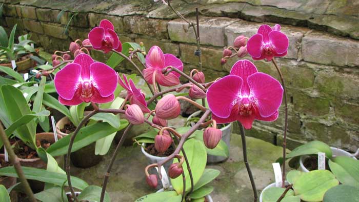 Фото орхидеи Doritaenopsis Sogo Berry