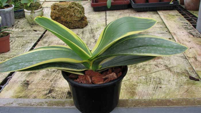 Фото орхидеи Phalaenopsis amabilis 'ORCHIS'