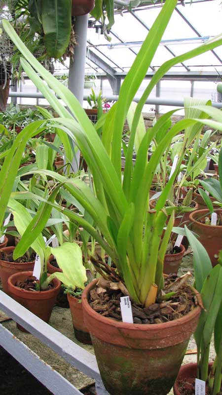 Фото орхидеи Maxillaria nasuta