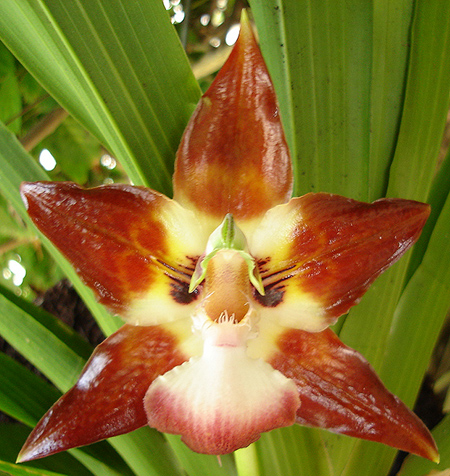 Цветение орхидеи Huntleya vargasii.jpg