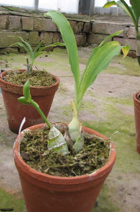 Фото орхидеи Catasetum spitzii (tipo x albo) с бутонами