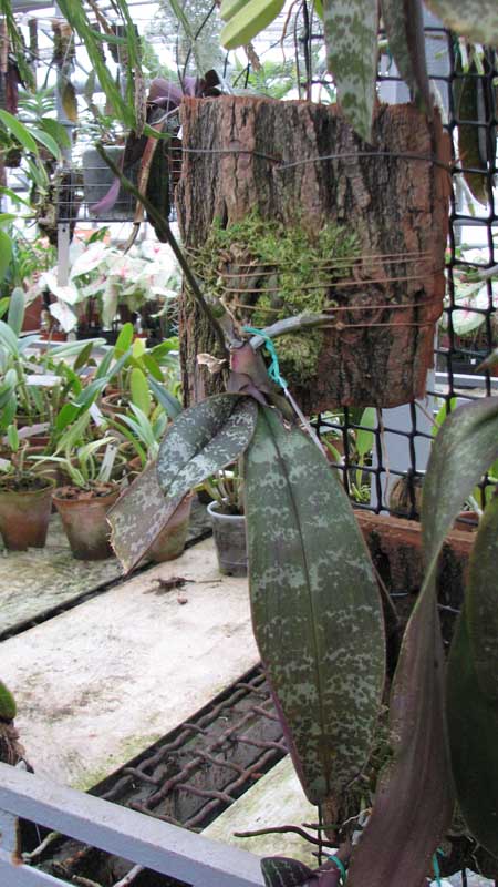 Орхидея Phalaenopsis stuartiana.jpg